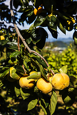 포토 JPG 주간 나뭇잎 사람없음 야외 아웃포커스 나뭇가지 경상북도 감나무 특산물 단감 김해 진영단감 국내포토 자연요소 나무 잎 촬영기법 감 경상도 경상남도 파일형식