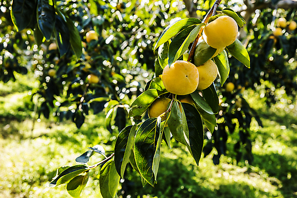 포토 JPG 주간 나뭇잎 사람없음 야외 아웃포커스 경상북도 감나무 특산물 단감 김해 진영단감 국내포토 자연요소 나무 잎 촬영기법 감 경상도 경상남도 파일형식