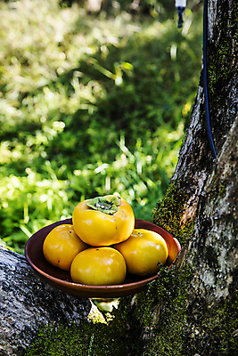 포토 JPG 주간 접시 사람없음 야외 아웃포커스 경상북도 감나무 담기 특산물 단감 김해 진영단감 국내포토 자연요소 나무 식기 모션 촬영기법 감 경상도 경상남도 파일형식
