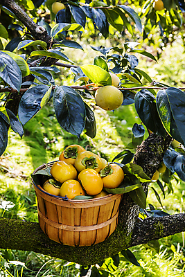 포토 JPG 주간 나뭇잎 사람없음 야외 경상북도 가득함 감나무 담기 특산물 나무통 단감 김해 진영단감 국내포토 자연요소 나무 잎 모션 통 감 경상도 경상남도 파일형식