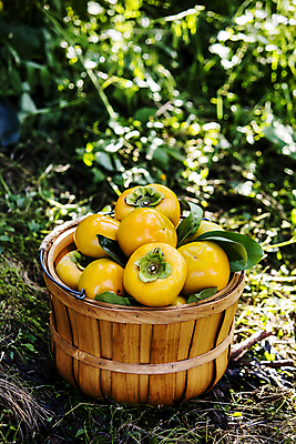 포토 JPG 주간 나뭇잎 사람없음 야외 경상북도 가득함 감나무 담기 특산물 나무통 단감 김해 진영단감 국내포토 자연요소 나무 잎 모션 통 감 경상도 경상남도 파일형식
