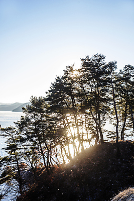 포토 JPG 주간 자연 하늘 풍경 사람없음 야외 햇빛 소나무 경상북도 소나무숲 안동 안동호 국내포토 자연요소 나무 호수 태양 숲 경상도 생태계 파일형식