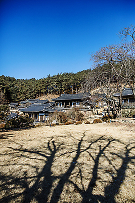 포토 JPG 주간 나무 하늘 한옥 그림자 풍경 사람없음 야외 마을 숲 경상북도 안동 고택 국내포토 자연요소 식물 한국전통 건축물 고건축 경상도 파일형식