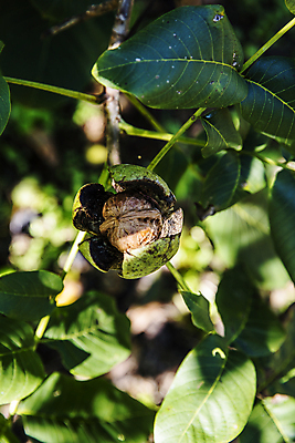 포토 JPG 주간 잎 그림자 사람없음 야외 아웃포커스 충청남도 특산물 호두 잎줄기 천안 호두나무 국내포토 자연요소 나무 식물 줄기 촬영기법 견과류 충청도 파일형식