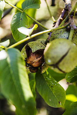 포토 JPG 주간 잎 사람없음 야외 아웃포커스 소프트포커스 충청남도 특산물 호두 잎줄기 천안 호두나무 국내포토 자연요소 나무 식물 줄기 촬영기법 견과류 충청도 파일형식