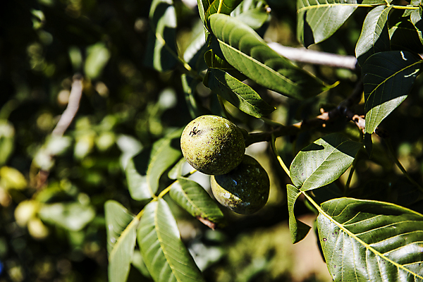 포토 JPG 주간 잎 사람없음 야외 아웃포커스 충청남도 특산물 호두 천안 호두나무 국내포토 자연요소 나무 식물 촬영기법 견과류 충청도 파일형식