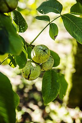 포토 JPG 주간 잎 사람없음 야외 아웃포커스 충청남도 특산물 호두 잎줄기 천안 호두나무 국내포토 자연요소 나무 식물 줄기 촬영기법 견과류 충청도 파일형식
