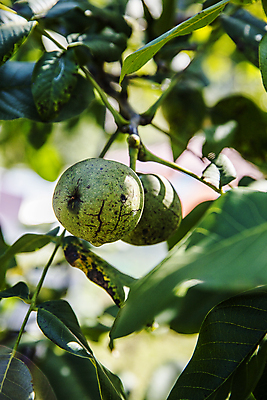 포토 JPG 주간 잎 사람없음 야외 아웃포커스 소프트포커스 충청남도 특산물 호두 잎줄기 천안 호두나무 국내포토 자연요소 나무 식물 줄기 촬영기법 견과류 충청도 파일형식
