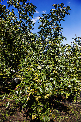 포토 JPG 주간 구름 밭 하늘 사람없음 야외 충청남도 특산물 호두 천안 호두나무 국내포토 자연요소 나무 농업 견과류 충청도 파일형식
