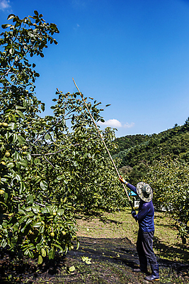 포토 JPG 주간 전신 남자 밭 하늘 한명 들기 성인 야외 옆모습 농사 장대 농부 충청남도 특산물 호두 천안 호두나무 성인남자한명만 국내포토 자연요소 나무 직업 1 뷰포인트 농업 모션 사람 견과류 충청도 남자한명만 성인남자만 파일형식