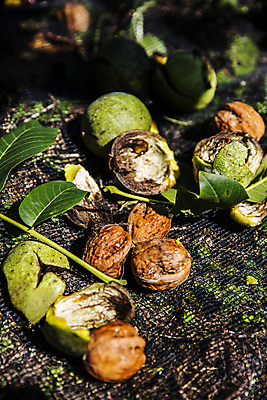 포토 JPG 주간 열매 잎 사람없음 야외 껍질 충청남도 특산물 호두 잎줄기 천안 국내포토 자연요소 식물 줄기 견과류 충청도 파일형식