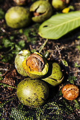 포토 JPG 주간 열매 잎 단면 사람없음 야외 아웃포커스 충청남도 특산물 호두 천안 국내포토 자연요소 식물 촬영기법 견과류 충청도 파일형식