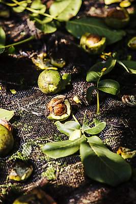 포토 JPG 주간 열매 잎 단면 그림자 사람없음 야외 충청남도 특산물 호두 잎줄기 천안 국내포토 자연요소 식물 줄기 견과류 충청도 파일형식