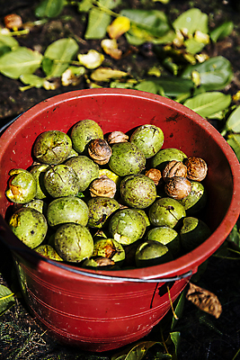 포토 JPG 주간 열매 사람없음 야외 아웃포커스 충청남도 양동이 가득함 담기 특산물 호두 천안 국내포토 자연요소 식물 모션 촬영기법 견과류 충청도 파일형식