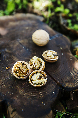 포토 JPG 주간 단면 사람없음 야외 아웃포커스 충청남도 특산물 호두 나무밑둥 천안 국내포토 자연요소 나무 촬영기법 견과류 충청도 파일형식