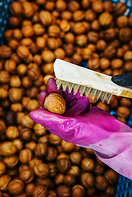 포토 JPG 손 실내 들기 아웃포커스 신체부위 잡기 솔 충청남도 특산물 호두 고무장갑 닦기 솔질 천안 국내포토 장갑 모션 촬영기법 사람 내부 견과류 충청도 고무 파일형식