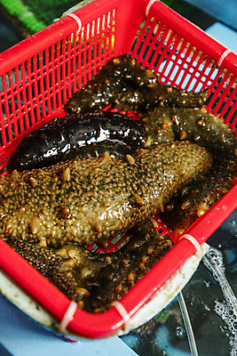 포토 JPG 실내 사람없음 바구니 수조 해산물 해삼 울산 국내포토 한국 내부 파일형식