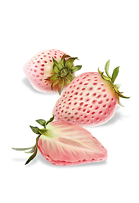 PSD 분홍색 일러스트 딸기 단면 사람없음 달콤 디테일 백딸기 국내일러스트 컬러 과일 맛 파일형식