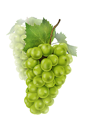 PSD 일러스트 포도 사람없음 초록색 달콤 청포도 포도잎 포도줄기 디테일 망고포도 국내일러스트 줄기 컬러 잎 과일 맛 파일형식