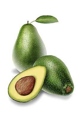 PSD 일러스트 단면 씨앗 사람없음 초록색 아보카도 디테일 국내일러스트 식물 컬러 과일 파일형식