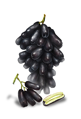 PSD 일러스트 포도 단면 사람없음 검은색 달콤 디테일 블랙사파이어 국내일러스트 컬러 과일 맛 파일형식