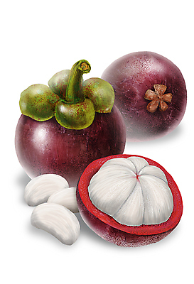 PSD 일러스트 단면 사람없음 보라색 달콤 열대과일 알맹이 과육 망고스틴 디테일 국내일러스트 컬러 과일 맛 파일형식