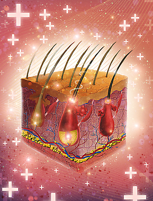 PSD 분홍색 일러스트 의학 건강 사람없음 치료 빛 머리카락 건강관리 혈관 두피 두피관리 두피케어 십자모양 탈모 탈모클리닉 회복 모낭 국내일러스트 모양 컬러 컨셉 관리 머리 장기_의학 클리닉 헤어관리 십자 증상 파일형식