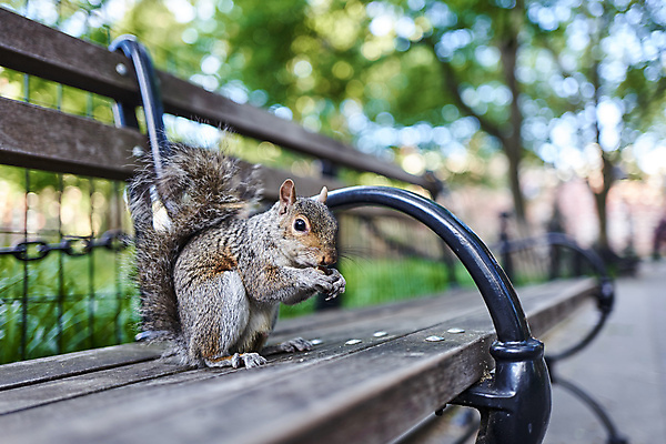 포토 JPG 주간 한마리 해외풍경 공원 야생동물 벤치 자연 사람없음 야외 아웃포커스 귀여움 먹기 뉴욕 청설모 국내포토 자연요소 동물 1 해외 공공시설 컨셉 의자 모션 촬영기법 풍경 미국 생태계 파일형식
