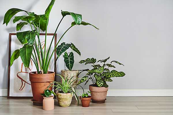 포토 JPG 화분 화초 액자 실내 그림자 취미 사람없음 여러개 다양 원예 원예식물 플랜테리어 홈가드닝 국내포토 식물 다수 내부 인테리어 파일형식