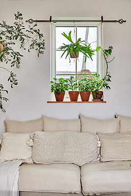 포토 JPG 화분 화초 쿠션 창문 실내 취미 사람없음 장식 소파 창가 원예 원예식물 플랜테리어 홈가드닝 행잉플랜트 국내포토 식물 의자 내부 인테리어 파일형식