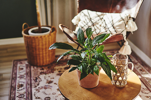 포토 JPG 화분 화초 의자 실내 취미 사람없음 컵 바구니 카펫 물컵 원예 원예식물 원형탁자 컵홀더 플랜테리어 홈가드닝 국내포토 식물 식기 가구 탁자 내부 인테리어 홀더 파일형식