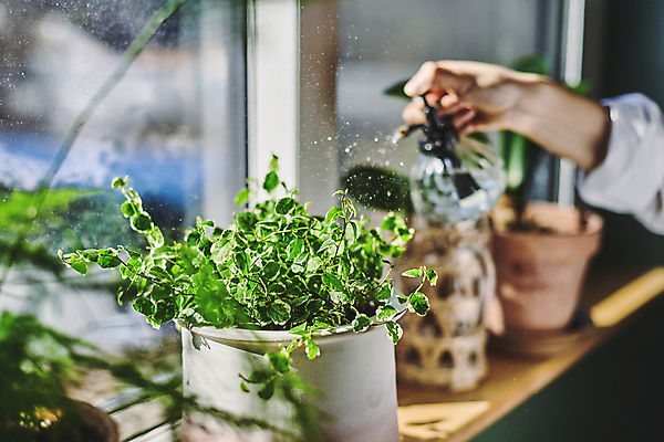 포토 JPG 손 화분 화초 창문 실내 들기 취미 아웃포커스 신체부위 햇빛 소프트포커스 창가 원예 분무기 원예식물 물뿌리기 플랜테리어 홈가드닝 국내포토 식물 모션 촬영기법 사람 내부 인테리어 태양 파일형식