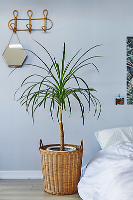 포토 JPG 화분 화초 실내 취미 사람없음 바구니 거울 침대 옷걸이 원예 원예식물 플랜테리어 홈가드닝 국내포토 식물 가구 내부 인테리어 파일형식