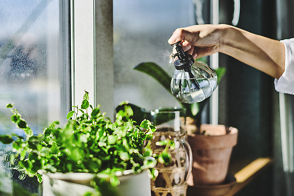 포토 JPG 손 화분 화초 창문 실내 들기 취미 아웃포커스 신체부위 햇빛 소프트포커스 창가 원예 분무기 원예식물 물뿌리기 플랜테리어 홈가드닝 국내포토 식물 모션 촬영기법 사람 내부 인테리어 태양 파일형식