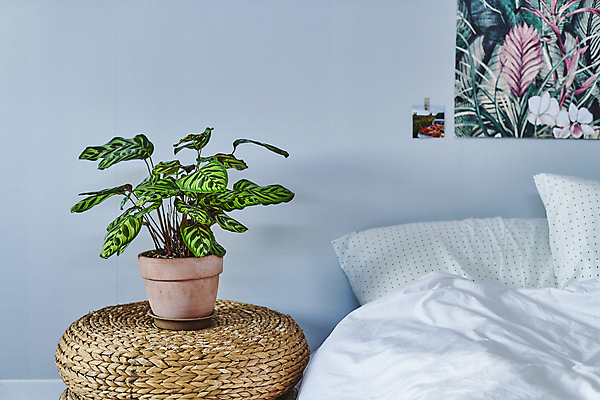 포토 JPG 포스터 화분 화초 베개 실내 취미 사람없음 이불 침대 그림 원예 원예식물 플랜테리어 홈가드닝 국내포토 식물 가구 침구 내부 인테리어 파일형식