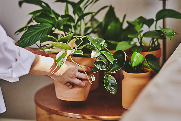 포토 JPG 손 화분 화초 탁자 실내 들기 취미 신체부위 햇빛 소프트포커스 원예 원예식물 플랜테리어 홈가드닝 놓기 국내포토 식물 가구 모션 촬영기법 사람 내부 인테리어 태양 파일형식