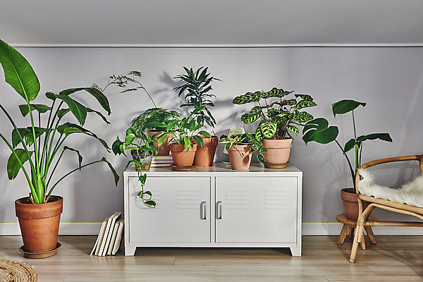 포토 JPG 화분 화초 의자 실내 그림자 취미 사람없음 책 다양 서랍장 원예 원예식물 플랜테리어 홈가드닝 국내포토 식물 가구 다수 내부 인테리어 파일형식