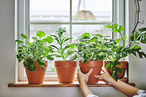 포토 JPG 손 화분 화초 창문 실내 취미 신체부위 잡기 창가 원예 창틀 원예식물 플랜테리어 홈가드닝 놓기 국내포토 식물 모션 사람 내부 인테리어 파일형식