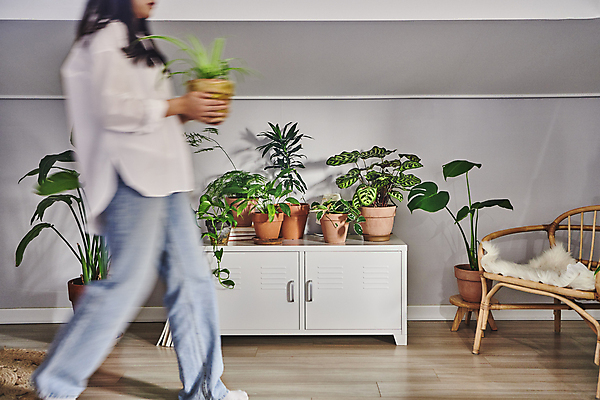 포토 JPG 전신 여자 화분 화초 이동 의자 실내 한명 들기 20대 성인 취미 옆모습 걷기 한국인 운반 서랍장 원예 원예식물 성인여자한명만 플랜테리어 홈가드닝 국내포토 식물 1 뷰포인트 가구 컨셉 모션 사람 동양인 청년 내부 인테리어 여자한명만 성인여자만 파일형식