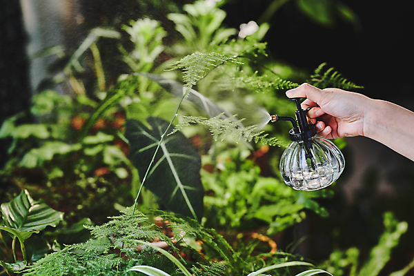 포토 JPG 손 화초 실내 들기 취미 아웃포커스 신체부위 원예 분무기 원예식물 물뿌리기 플랜테리어 홈가드닝 국내포토 식물 모션 촬영기법 사람 내부 인테리어 파일형식