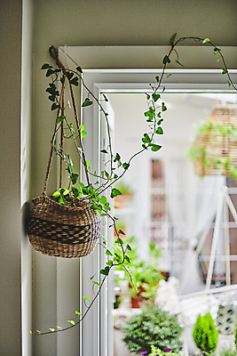 포토 JPG 주간 화초 실내 매달리기 취미 사람없음 아웃포커스 문 덩굴 원예 원예식물 문틀 플랜테리어 홈가드닝 행잉플랜트 국내포토 자연요소 식물 화분 모션 촬영기법 내부 인테리어 파일형식