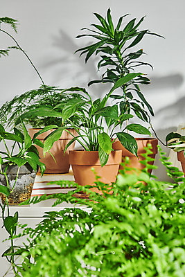 포토 JPG 화분 화초 실내 그림자 취미 사람없음 책 다양 소프트포커스 서랍장 원예 원예식물 플랜테리어 홈가드닝 국내포토 식물 가구 다수 촬영기법 내부 인테리어 파일형식