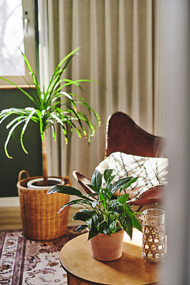 포토 JPG 화분 화초 쿠션 의자 실내 취미 사람없음 바구니 커튼 소프트포커스 물컵 원예 원예식물 원형탁자 컵홀더 플랜테리어 홈가드닝 국내포토 식물 가구 탁자 촬영기법 내부 컵 인테리어 홀더 파일형식