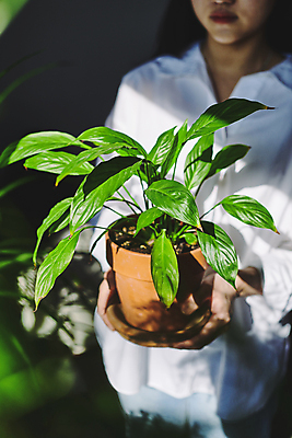 포토 JPG 여자 화분 화초 실내 그림자 한명 들기 상반신 20대 성인 취미 앞모습 햇빛 한국인 원예 원예식물 성인여자한명만 플랜테리어 홈가드닝 국내포토 식물 1 뷰포인트 모션 사람 동양인 청년 내부 인테리어 태양 여자한명만 성인여자만 파일형식