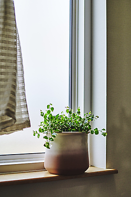 포토 JPG 화분 화초 창문 실내 취미 사람없음 한개 커튼 창가 원예 창틀 원예식물 플랜테리어 홈가드닝 국내포토 식물 1 내부 인테리어 파일형식