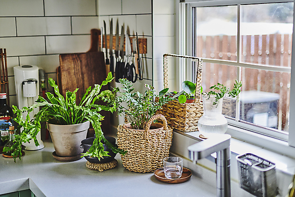 포토 JPG 주간 화분 화초 창문 주방용품 실내 취미 사람없음 바구니 주방 물컵 원예 식칼 원예식물 나무도마 플랜테리어 홈가드닝 국내포토 자연요소 식물 생활용품 도마 내부 목재 컵 인테리어 파일형식