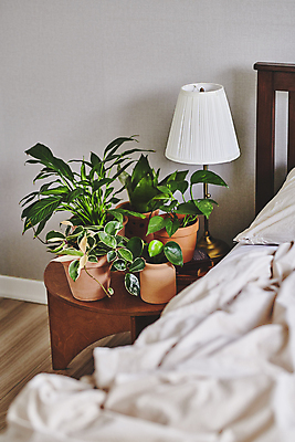 포토 JPG 화분 화초 탁자 실내 취미 사람없음 침대 스탠드 원예 원예식물 플랜테리어 홈가드닝 국내포토 식물 가구 조명 내부 인테리어 파일형식