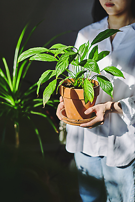 포토 JPG 여자 화분 화초 실내 그림자 한명 들기 상반신 20대 성인 취미 앞모습 옆모습 햇빛 한국인 원예 원예식물 성인여자한명만 플랜테리어 홈가드닝 국내포토 식물 1 뷰포인트 모션 사람 동양인 청년 내부 인테리어 태양 여자한명만 성인여자만 파일형식