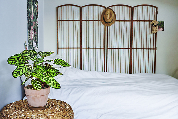 포토 JPG 모자 화분 화초 탁자 실내 취미 사람없음 이불 침대 원예 원예식물 플랜테리어 홈가드닝 국내포토 식물 잡화 가구 침구 내부 인테리어 파일형식