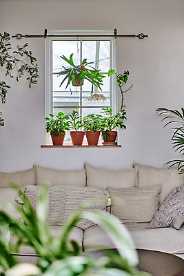 포토 JPG 화분 화초 쿠션 창문 실내 매달리기 취미 사람없음 소파 소프트포커스 창가 원예 창틀 원예식물 플랜테리어 홈가드닝 행잉플랜트 국내포토 식물 의자 모션 촬영기법 내부 인테리어 파일형식